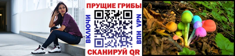 где купить наркоту  Волхов  Галлюциногенные грибы Cubensis 